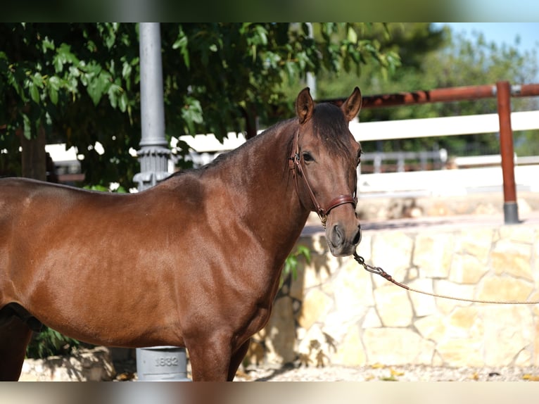 PRE Croisé Étalon 5 Ans 161 cm Bai cerise in Hamburg