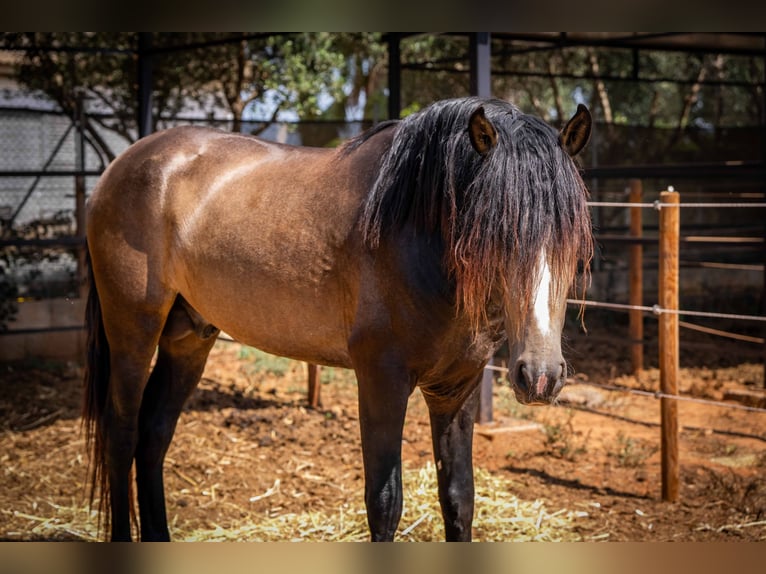 PRE Étalon 5 Ans 161 cm Buckskin in Rafelguaraf