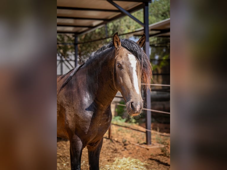 PRE Étalon 5 Ans 161 cm Buckskin in Rafelguaraf