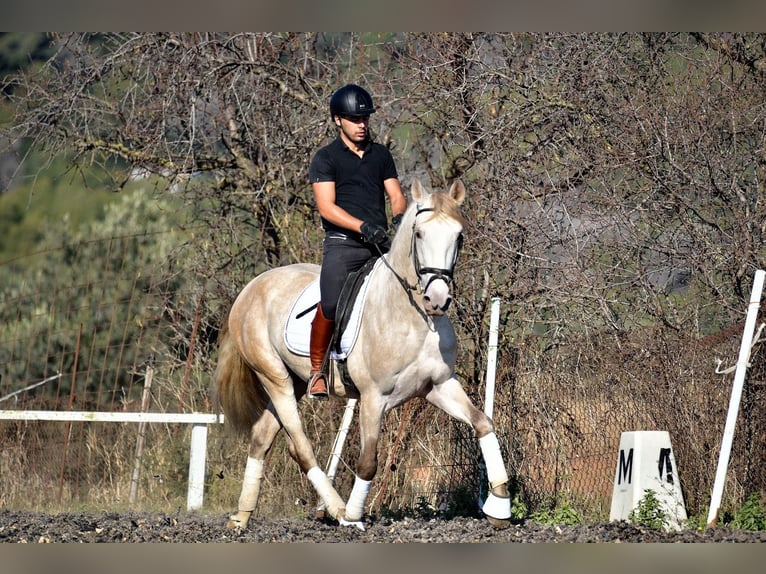 PRE Croisé Étalon 5 Ans 161 cm Gris in SANTA PERPETUA DE MOGODA
