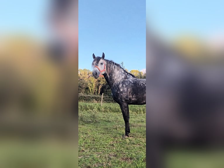 PRE Croisé Étalon 5 Ans 161 cm Gris pommelé in Martfeld