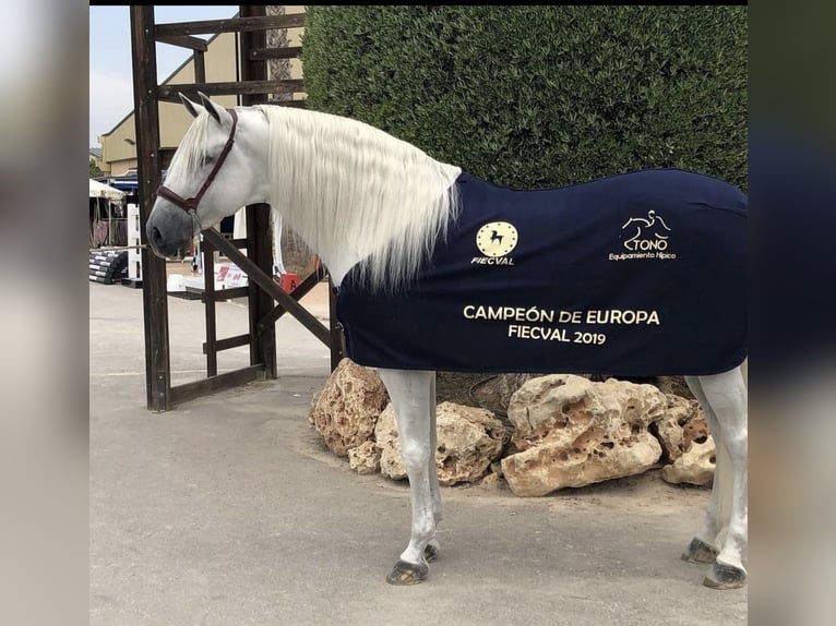 PRE Étalon 5 Ans 161 cm Gris pommelé in Münster