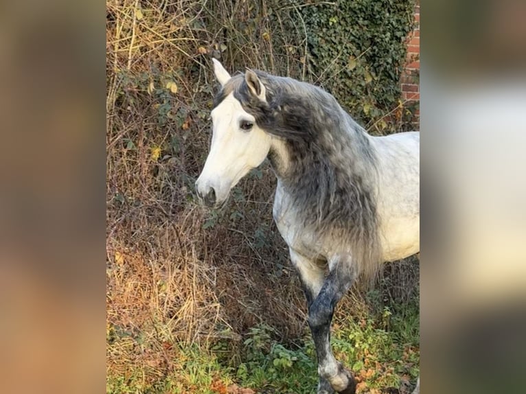 PRE Étalon 5 Ans 161 cm Gris pommelé in Münster