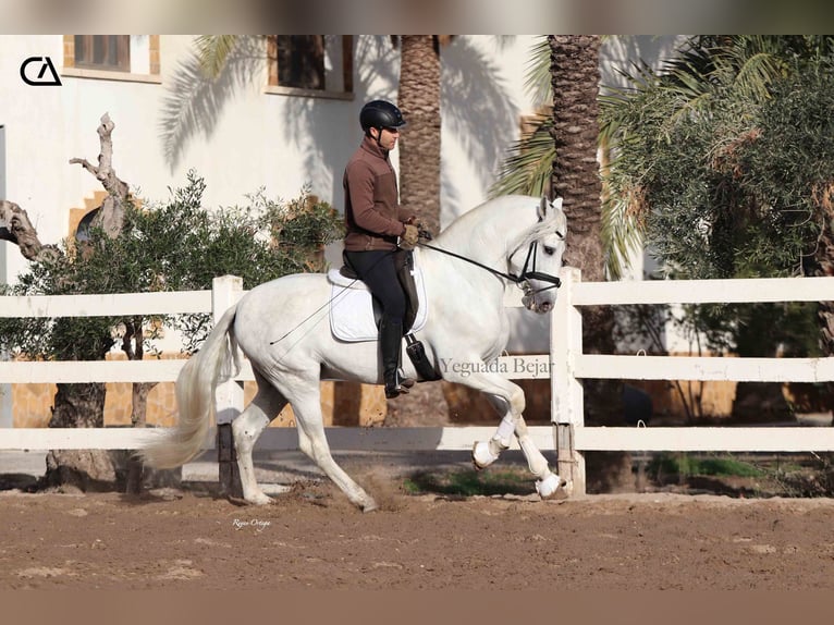 PRE Étalon 5 Ans 161 cm Gris pommelé in Puerto Lumbreras