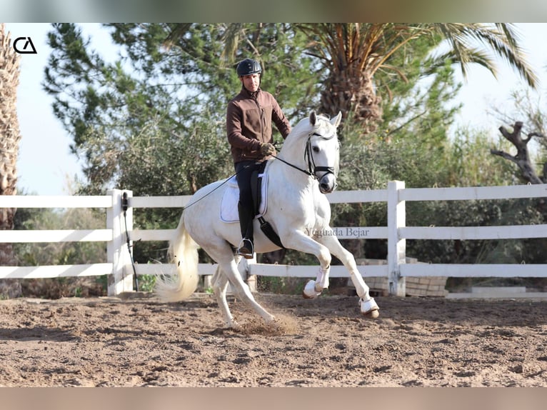 PRE Étalon 5 Ans 161 cm Gris pommelé in Puerto Lumbreras