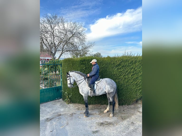 PRE Croisé Étalon 5 Ans 161 cm Gris in Sanlucar