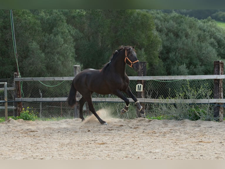 PRE Étalon 5 Ans 161 cm Noir in Vejer de la Frontera