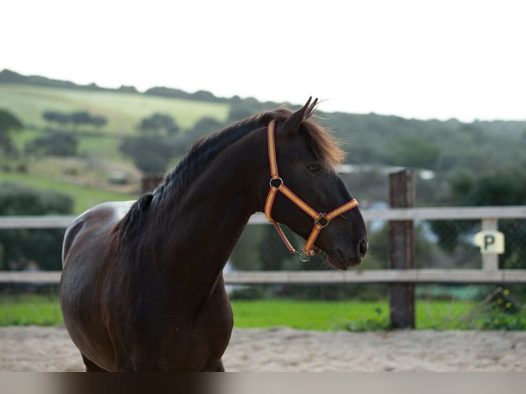 PRE Étalon 5 Ans 161 cm Noir in Vejer de la Frontera