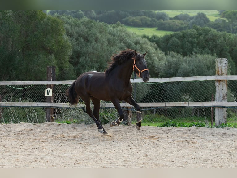 PRE Étalon 5 Ans 161 cm Noir in Vejer de la Frontera