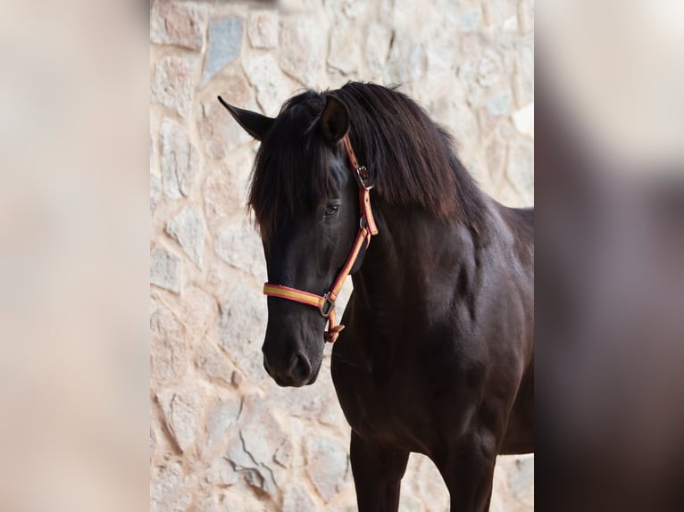 PRE Étalon 5 Ans 161 cm Noir in Vejer de la Frontera