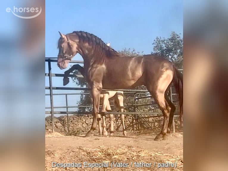 PRE Étalon 5 Ans 161 cm Noir in Provinz Malaga