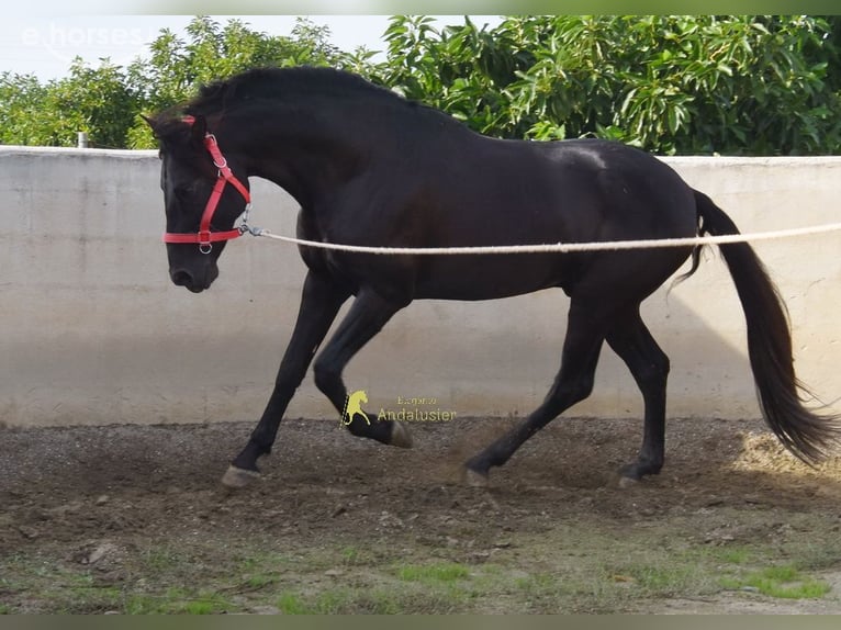 PRE Étalon 5 Ans 161 cm Noir in Provinz Malaga