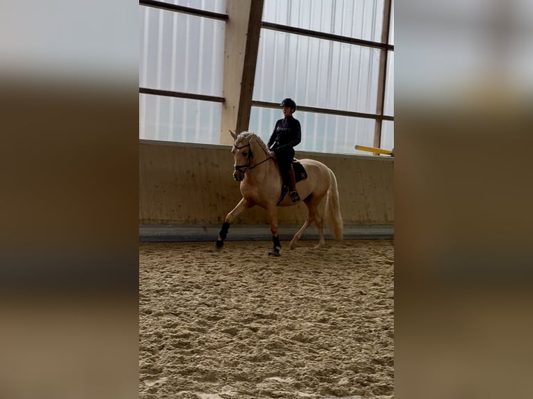 PRE Étalon 5 Ans 161 cm Palomino in Warendorf