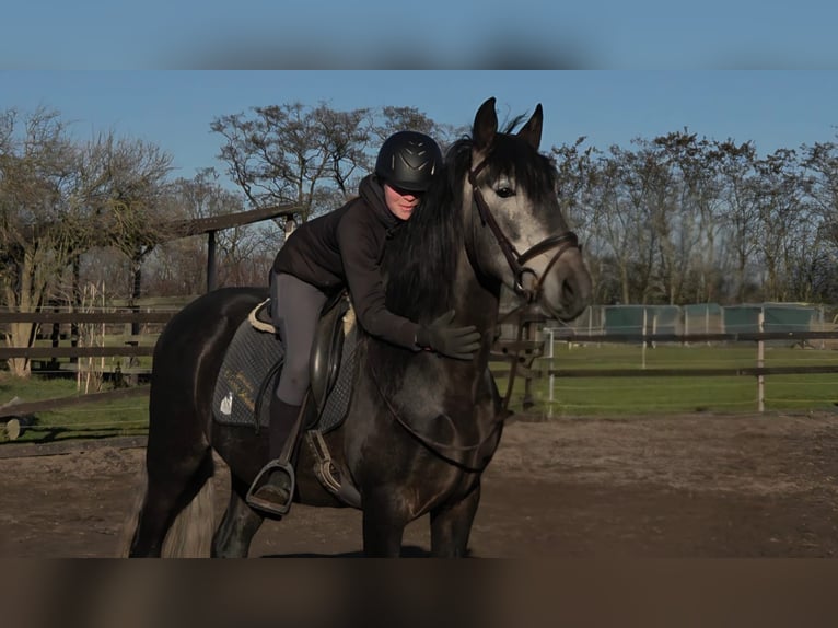 PRE Étalon 5 Ans 161 cm Peut devenir gris in Polenz