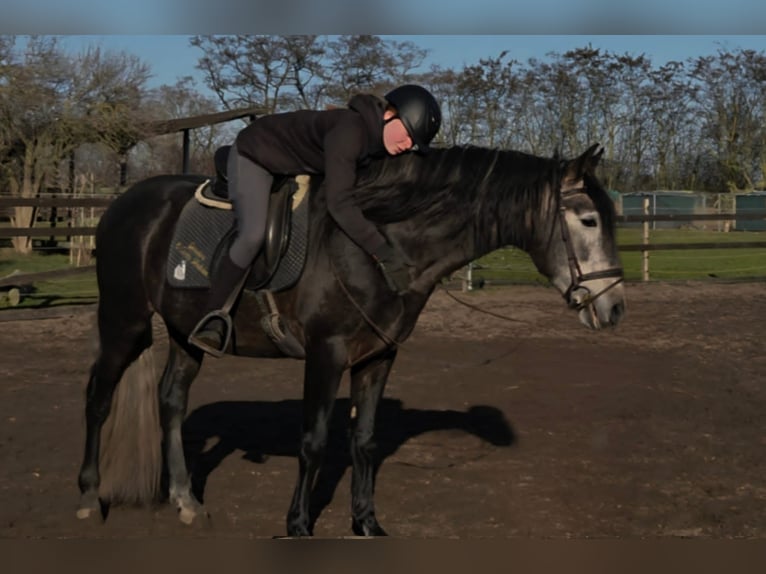 PRE Étalon 5 Ans 161 cm Peut devenir gris in Polenz