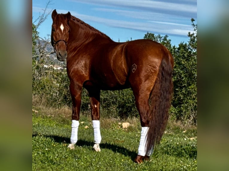 PRE Croisé Étalon 5 Ans 162 cm Alezan in Martfeld