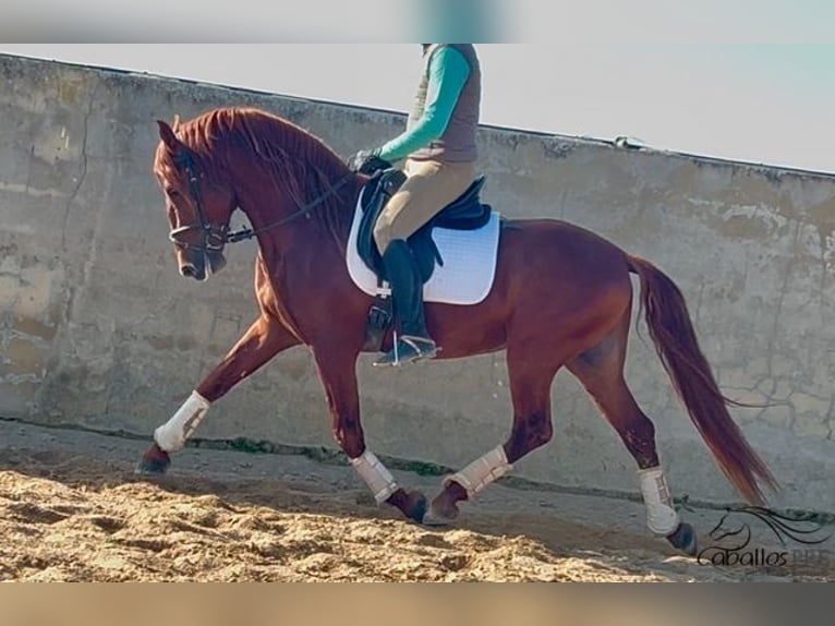 PRE Étalon 5 Ans 162 cm Alezan in Merida