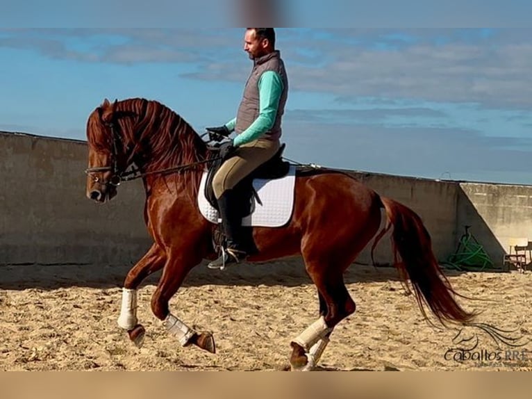 PRE Étalon 5 Ans 162 cm Alezan in Merida