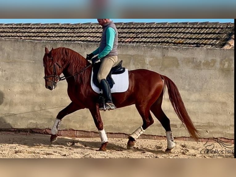 PRE Étalon 5 Ans 162 cm Alezan in Merida