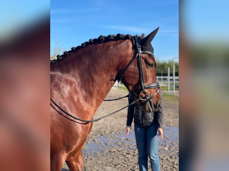 PRE Croisé Étalon 5 Ans 162 cm Bai brun in Martfeld