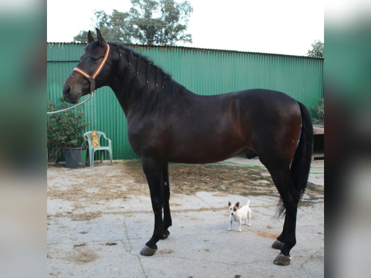 PRE Croisé Étalon 5 Ans 162 cm Bai in Vejer de la Frontera