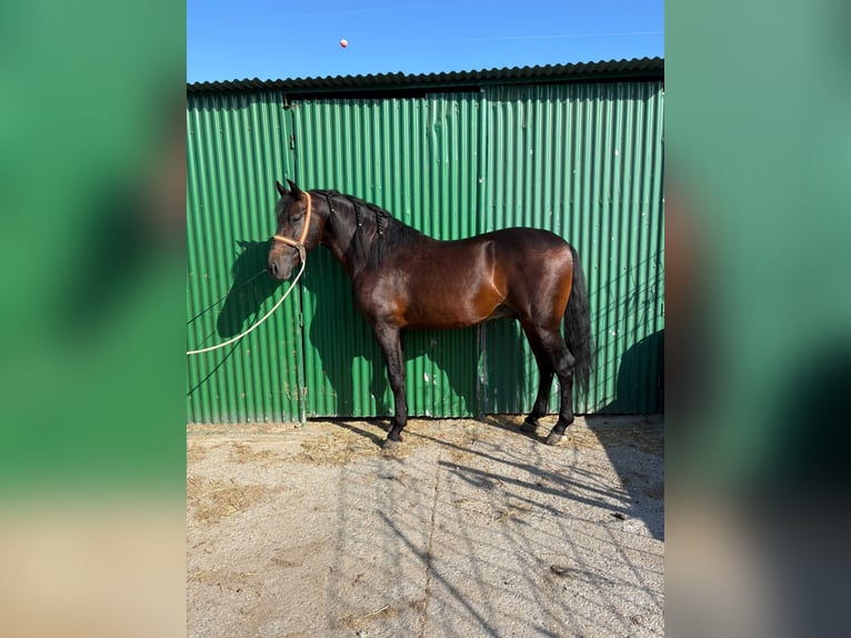 PRE Croisé Étalon 5 Ans 162 cm Bai in Vejer de la Frontera