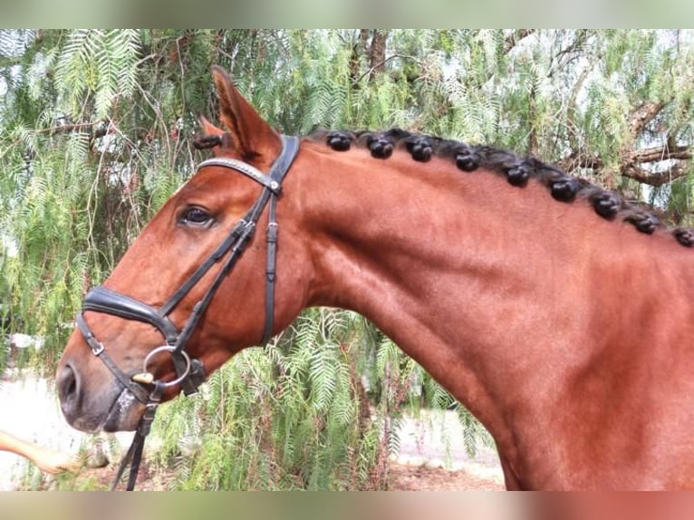 PRE Croisé Étalon 5 Ans 162 cm Bai in Barcelona