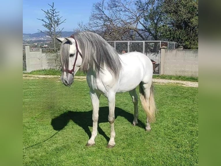 PRE Étalon 5 Ans 162 cm Blanc in Soria