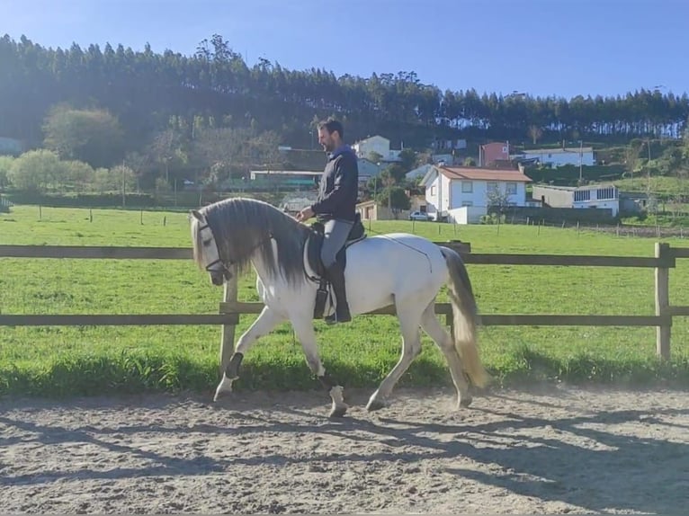 PRE Étalon 5 Ans 162 cm Blanc in Soria