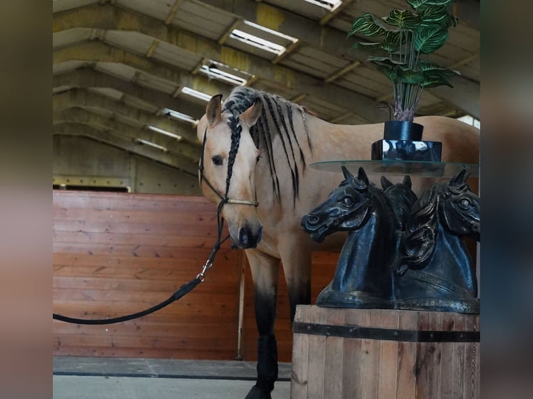 PRE Croisé Étalon 5 Ans 162 cm Buckskin in HEUVELLAND