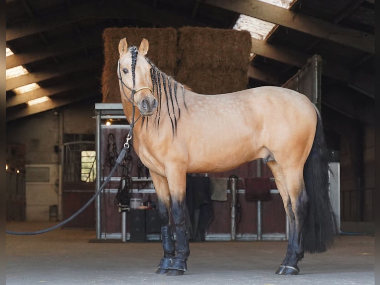 PRE Croisé Étalon 5 Ans 162 cm Buckskin in HEUVELLAND