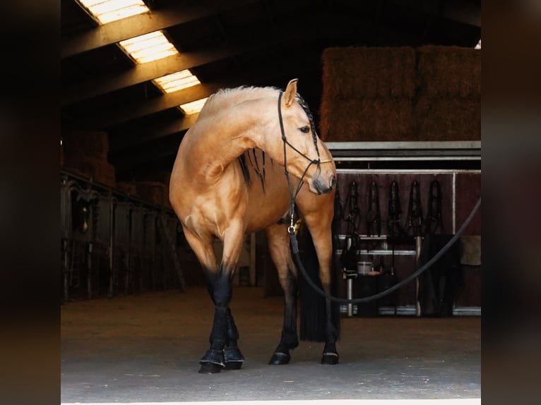 PRE Croisé Étalon 5 Ans 162 cm Buckskin in HEUVELLAND