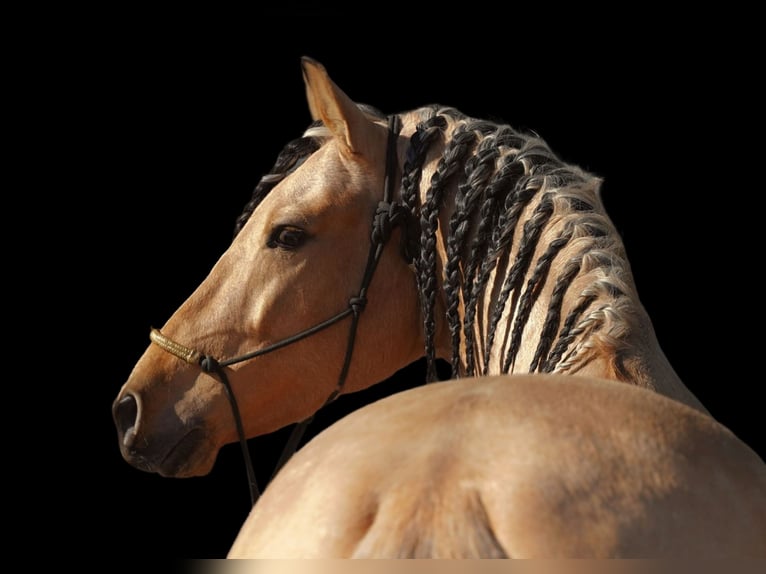 PRE Croisé Étalon 5 Ans 162 cm Buckskin in HEUVELLAND