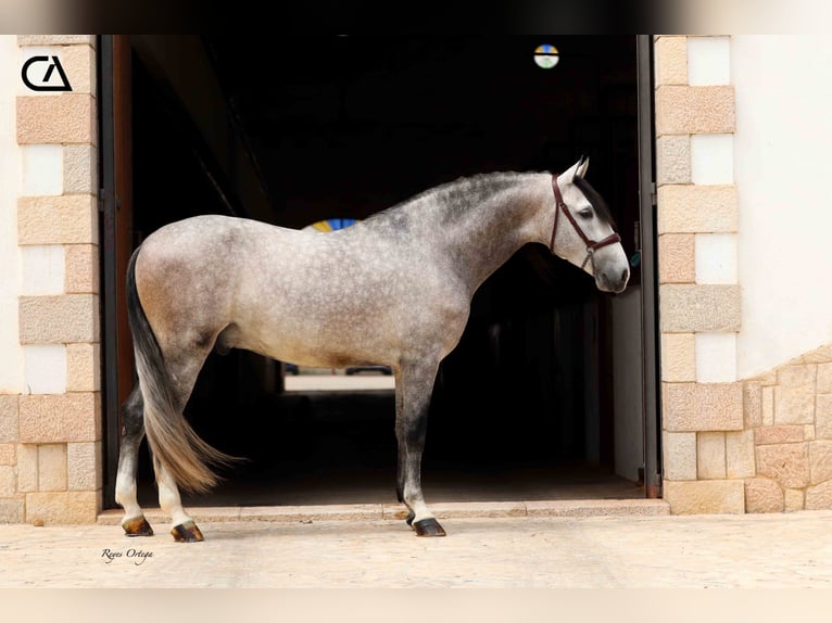 PRE Étalon 5 Ans 162 cm in Puerto Lumbreras