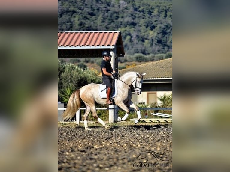 PRE Étalon 5 Ans 162 cm in Barcelona