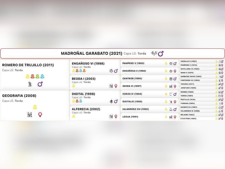 PRE Étalon 5 Ans 162 cm Gris in Galaroza (Huelva)