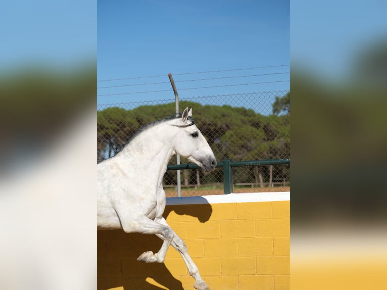 PRE Croisé Étalon 5 Ans 162 cm Gris in Hamburg