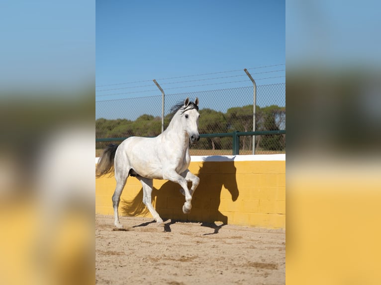 PRE Croisé Étalon 5 Ans 162 cm Gris in Hamburg