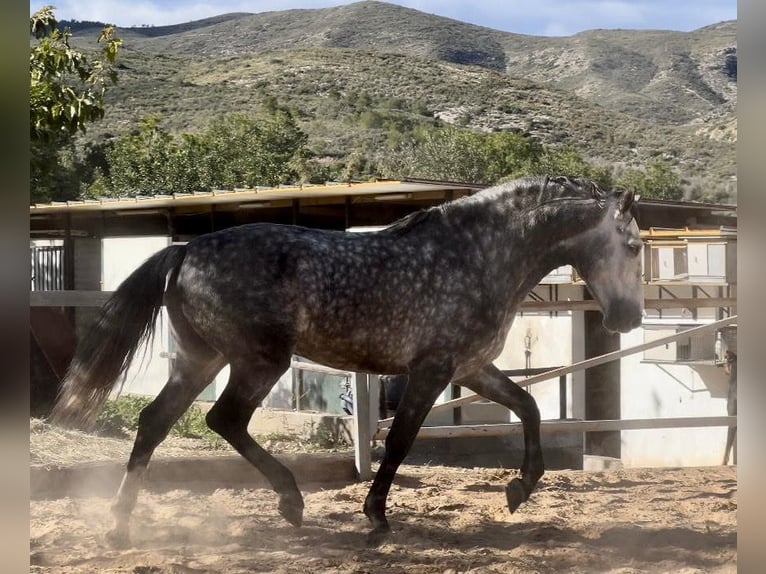 PRE Étalon 5 Ans 162 cm Gris noir in Valencia