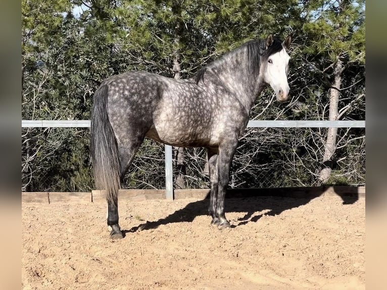 PRE Étalon 5 Ans 162 cm Gris noir in Valencia