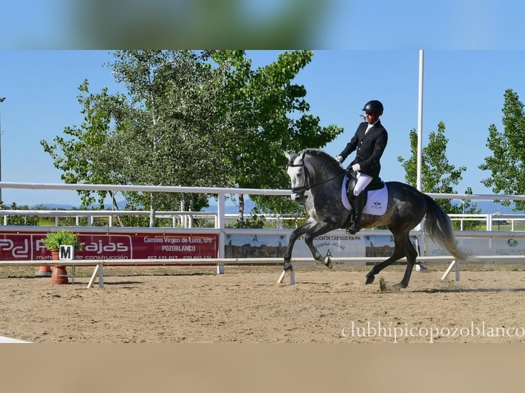 PRE Étalon 5 Ans 162 cm Gris pommelé in Villanueva De Córdoba