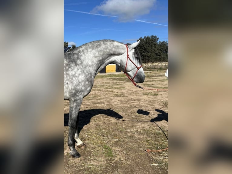 PRE Étalon 5 Ans 162 cm Gris pommelé in Villanueva De Córdoba