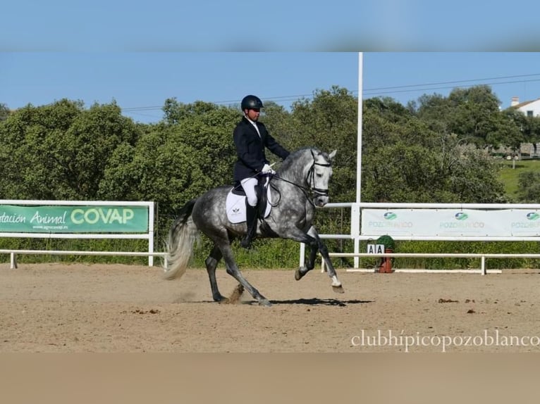 PRE Étalon 5 Ans 162 cm Gris pommelé in Villanueva De Córdoba