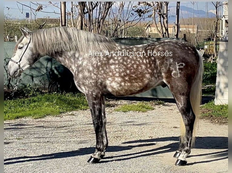 PRE Croisé Étalon 5 Ans 162 cm Gris pommelé in Sevilla