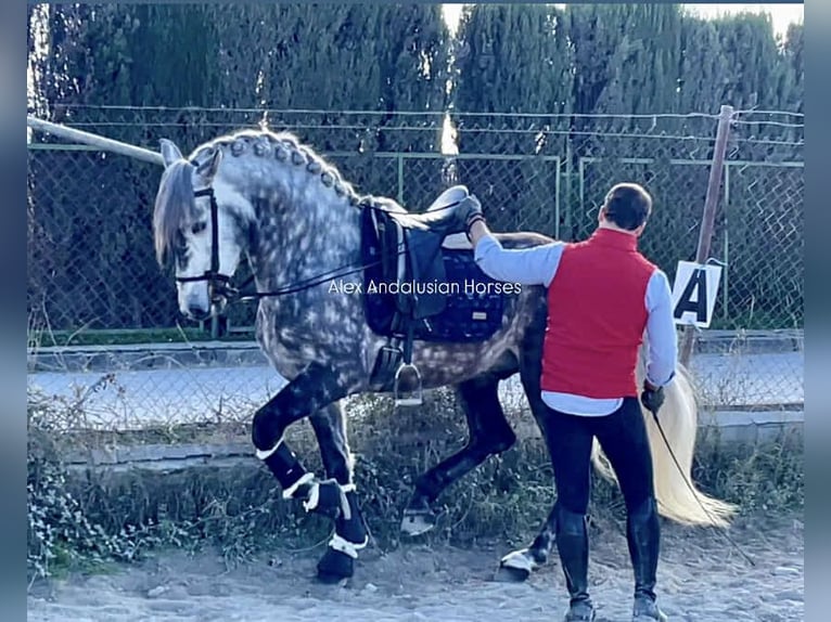 PRE Croisé Étalon 5 Ans 162 cm Gris pommelé in Sevilla