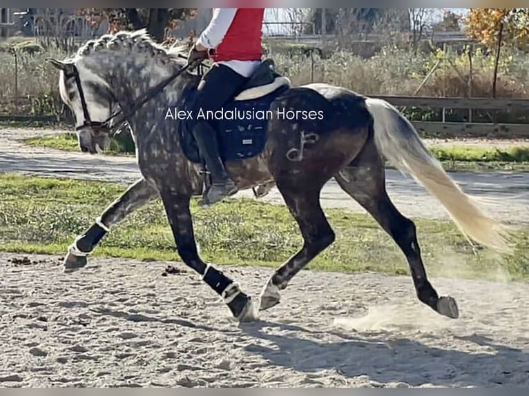 PRE Croisé Étalon 5 Ans 162 cm Gris pommelé in Sevilla