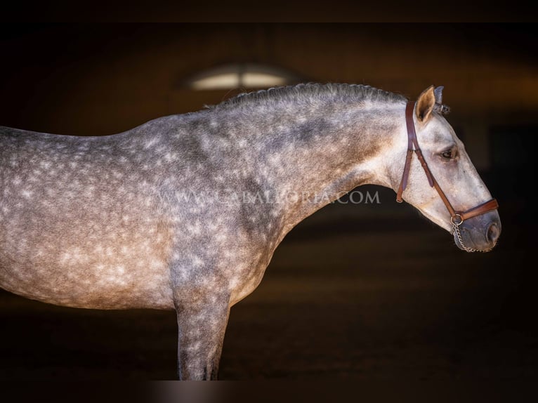 PRE Étalon 5 Ans 162 cm Gris pommelé in Rafelguaraf