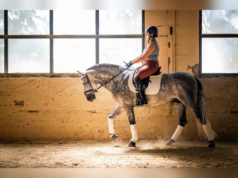 PRE Étalon 5 Ans 162 cm Gris pommelé in Rafelguaraf