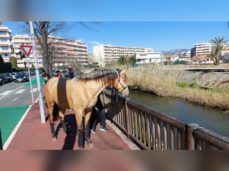 PRE Croisé Étalon 5 Ans 162 cm Isabelle in Hamburg