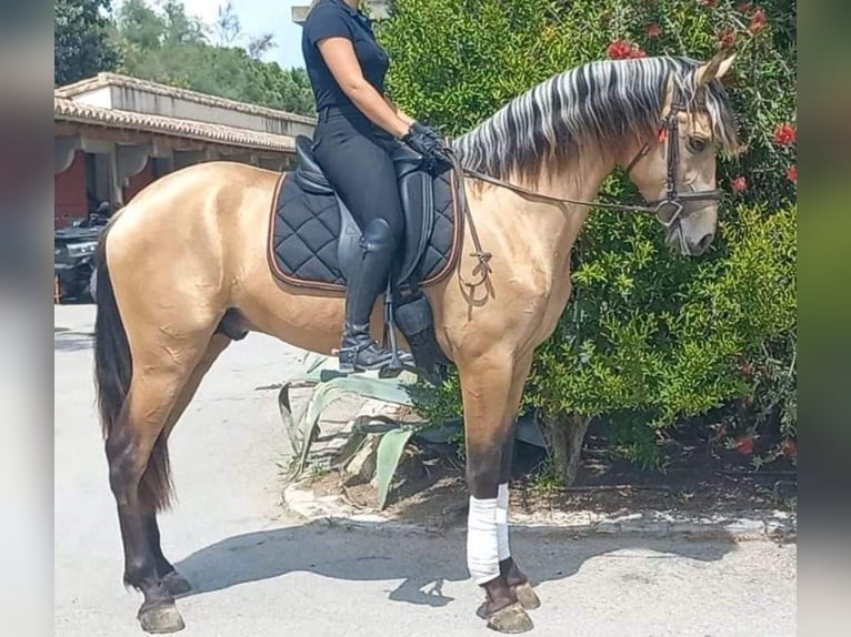 PRE Croisé Étalon 5 Ans 162 cm Isabelle in Hamburg